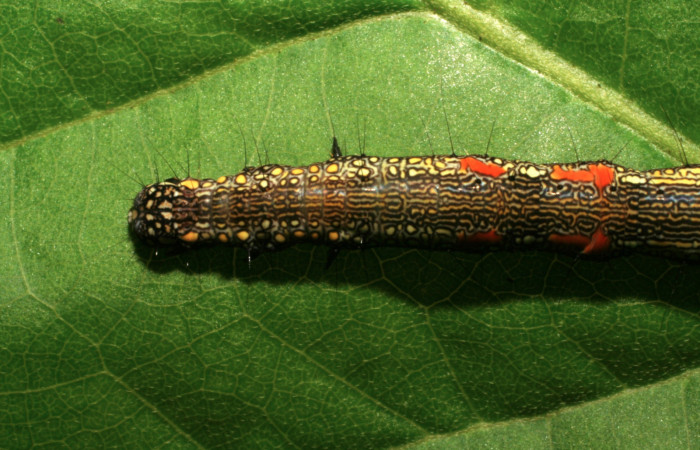 Figura 16. Larva <i>Phaeoblemma apicata</i></i> (Erebidae), vista dorsal torax, último estadío, 42 mm. Foto: 21/Agosto/2005. Voucher: 05-SRNP-42272-DHJ407612.jpg.