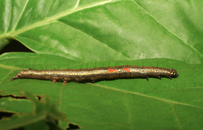 Figura 14. Larva <i>Phaeoblemma apicata</i></i> (Erebidae), vista lateral, último estadío, 42 mm. Foto: 21/Agosto/2005. Voucher: 05-SRNP-42272-DHJ407616.jpg.