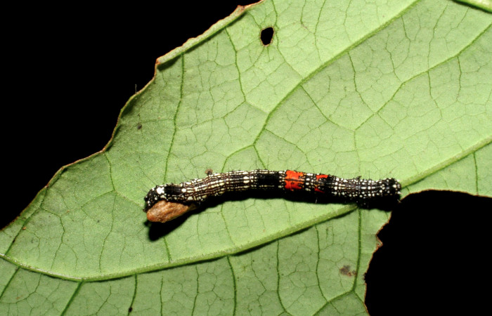 Figura 8. Larva de <i>Phaeoblemma apicata</i></i> (Erebidae).Vista dorsal, penúltima estadío, 25 mm. Capullo parásito dorsal. Familia Braconidae, subfamilia Microgastrinae, genero <i>Microplitis</i></i> see descripción. Foto: 07 Julio 2006.  Voucher: 06-SRNP-6005-DHJ415693.jpg.