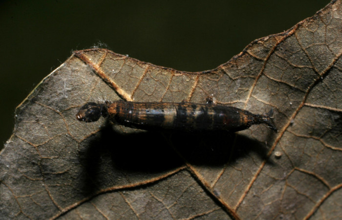 Figura 6. Restos de larva <i>Phaeoblemma apicata</i></i> (Erebidae) y capullo de parásito Braconidae, subfamilia Rogadinae, <i>Aleiodes</i></i> see descripción. Foto: 03 Noviembre 2007.  Voucher: 07-SRNP-33593-DHJ430803.jpg.