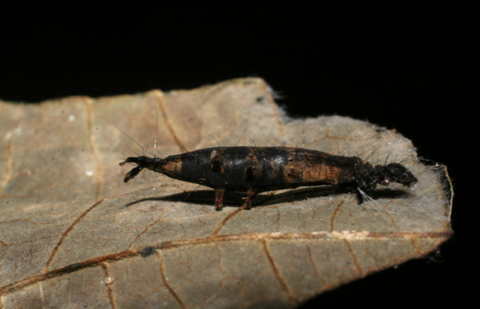 Figura 7. Restos de larva <i>Phaeoblemma apicata</i></i> (Erebidae) y capullo de parásito Braconidae, subfamilia Rogadinae, <i>Aleiodes</i></i> see descripción. Foto: 03 Noviembre 2007.  Voucher: 07-SRNP-33593-DHJ430804.jpg.