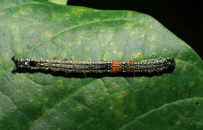 Figura 9. Larva <i>Phaeoblemma apicata</i></i> (Erebidae), vista dorsal, último estadío, 43 mm. Foto: 01/Enero/2009. Voucher: 09-SRNP-40042-DHJ451392.jpg.