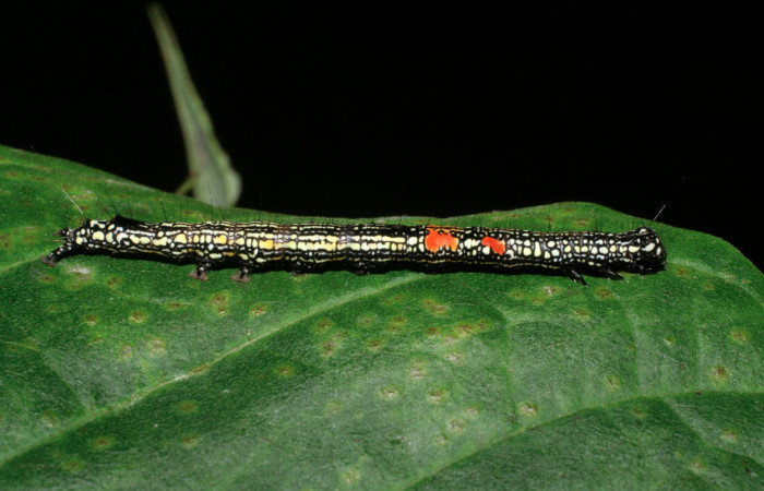 Figura 10. Larva <i>Phaeoblemma apicata</i></i> (Erebidae), vista lateral, último estadío, 43 mm. Foto: 01/Enero/2009. Voucher: 09-SRNP-40042-DHJ451393.jpg.