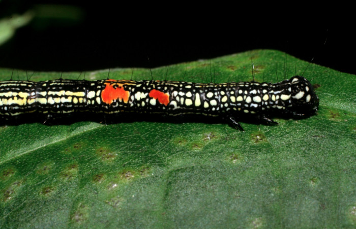 Figura 11. Larva <i>Phaeoblemma apicata</i></i> (Erebidae), vista lateral torax, último estadío, 43 mm. Foto: 01/Enero/2009. Voucher: 09-SRNP-40042-DHJ451394.jpg.