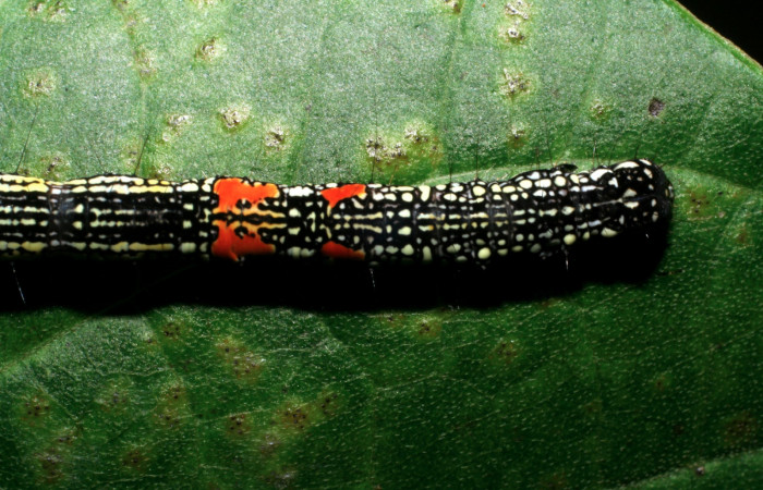 Figura 12. Larva <i>Phaeoblemma apicata</i></i> (Erebidae), vista dorsal torax, último estadío, 43 mm. Foto: 01/Enero/2009. Voucher: 09-SRNP-40042-DHJ451395.jpg.