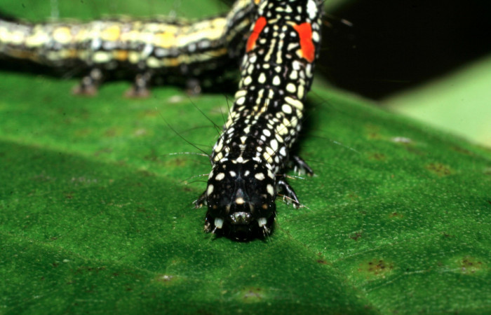 Figura 13. Larva <i>Phaeoblemma apicata</i></i> (Erebidae), Cabeza de frente último estadío, 43 mm. Foto: 01/Enero/2009. Voucher: 09-SRNP-40042-DHJ451400.jpg.