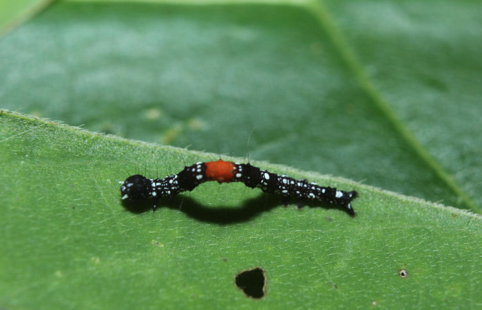 Figura 4. Larva <i>Phaeoblemma dares</i></i> (Erebidae), vista dorsal mostrando la mancha roja, tercer estadío, 11 mm. Foto: 05/Octubre/2014. Voucher: 14-SRNP-71863-DHJ726149.jpg.