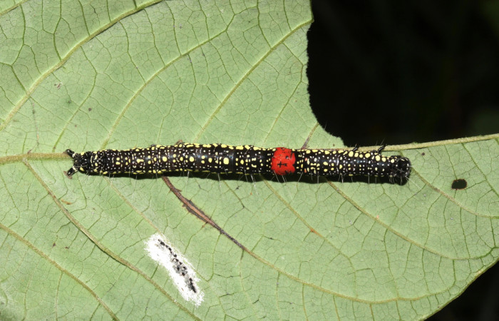 Figura 5. Larva <i>Phaeoblemma dares</i></i> (Erebidae), vista dorsal mostrando la mancha roja, último estadío, 51 mm. Foto: 20/Diciembre/2017. Voucher: 17-SRNP-32594-DHJ743136.jpg.