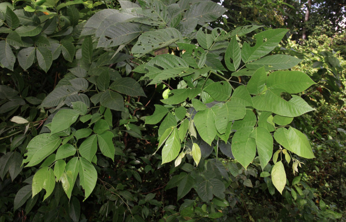 Figura 20. Planta hospedera <i>Senna papillosa</i></i> (Fabaceae), de <i>Phaeoblemma apicata</i></i> (Erebidae), creciendo orilla del camino. Foto: Freddy Quesada, 21 Octubre 2019.
