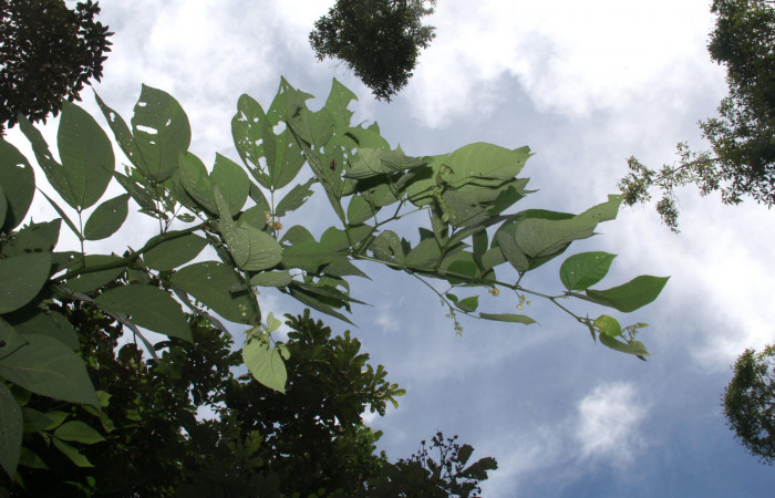 Figura 21. Planta hospedera <i>Senna papillosa</i></i> (Fabaceae), de <i>Phaeoblemma apicata</i></i> (Erebidae), creciendo orilla del camino. Foto: Freddy Quesada, 21 Octubre 2019.
