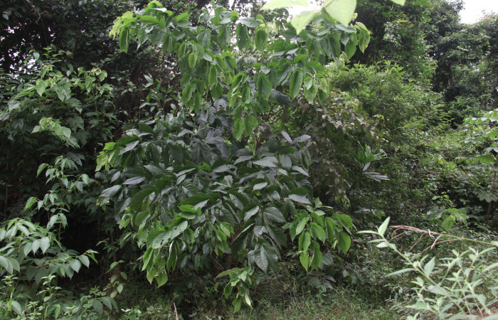 Figura 19. Planta hospedera <i>Senna papillosa</i></i> (Fabaceae), de <i>Phaeoblemma apicata</i></i> (Erebidae), creciendo orilla del camino. Foto: Freddy Quesada, 21 Octubre 2019.

