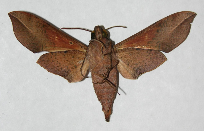 Fig. 04. Macho de <i>Callionima inuus</i></i> (Sphingidae). Vista ventral, 67mm de envergadura. Voucher: 06-SRNP-5878-DHJ347231.jpg.