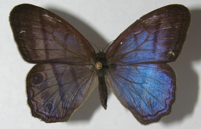 Figura 8. Adulto de <i>Chloreuptychia arnaca</i></i> (Nymphalidae) vista dorsal, localidad Sendero Laguna Sector Pitilla ACG (680m). Voucher: 11-SRNP-32545-DHJ555838.jpg.