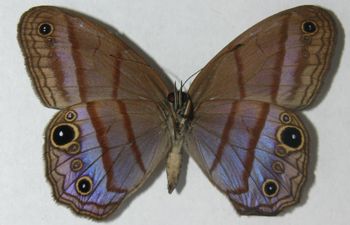 Figura 9. Adulto de <i>Chloreuptychia arnaca</i></i> (Nymphalidae) vista ventral, localidad Sendero Laguna Sector Pitilla ACG (680m). Voucher: 11-SRNP-32545-DHJ555839.jpg.