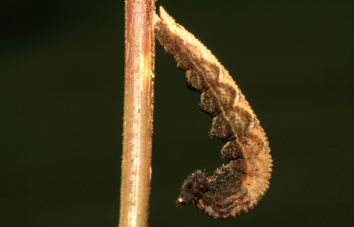 Figura 5. Larva <i>Chloreuptychia arnaca</i></i> (Nymphalidae), en estado de prepupa vista lateral, localidad Sendero Carica Sector Pitilla ACG (660m). Voucher: 11-SRNP-33103-DHJ484646.jpg.