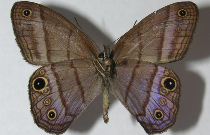 Figura 11. Adulto de <i>Chloreuptychia arnaca</i></i> (Nymphalidae), vista ventral, localidad Pasmompa Sector Pitilla ACG (440m). Voucher: 11-SRNP-33328-DHJ555867.jpg.