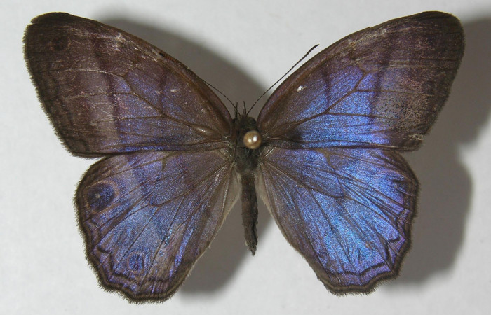 Figura 1. Adulto de <i>Chloreuptychia arnaca</i></i> (Nymphalidae), vista dorsal, localidad Sendero Laguna Sector Pitilla ACG (680m). Voucher: 11-SRNP-33446-DHJ555840.jpg.