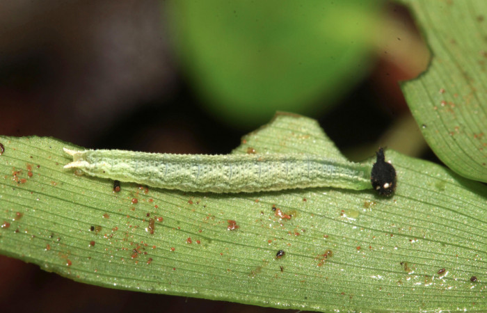 Figura 2. Larva <i>Chloreuptychia arnaca</i></i> (Nymphalidae), tercer estadío (PPU) vista lateral, Sendero Nacho Loaciga Sector Pitilla ACG (710m). Voucher: 17-SRNP-31766-DHJ739522.jpg.