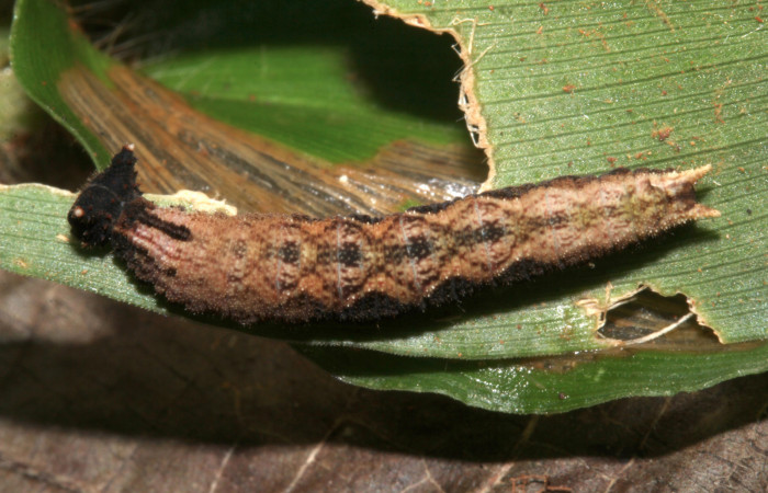 Figura 4. Larva <i>Chloreuptychia arnaca</i></i> (Nymphalidae), último estadío (U) vista dorsal, localidad Sendero Nacho Sector Pitilla ACG (710m). Voucher: 17-SRNP-31766-DHJ739705.jpg.