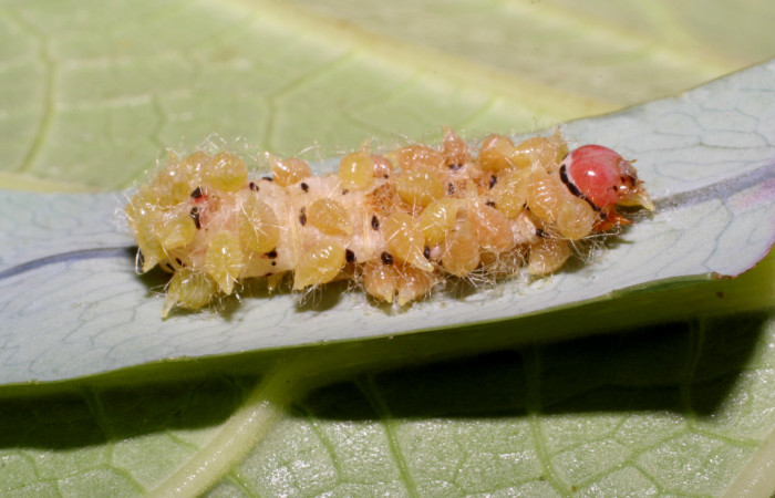 Figura 13. Capullos de <i>Euplectrus eowilsoni</i></i> (Eulophidae), que ataca <i>Argyrosticta aurifundens</i></i> (Noctuidae), vista lateral, localidad Brisanta, Brasilia ACG (290m). Voucher: 07-SRNP-65277-DHJ433910.jpg.