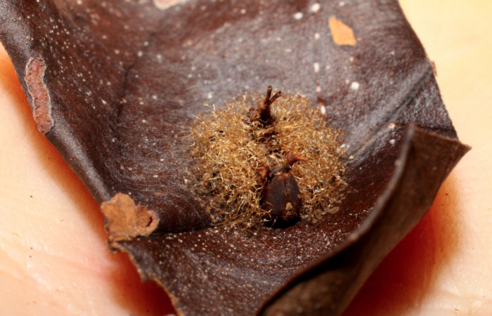 Figura 14. Capullos de <i>Euplectrus</i></i> Janzen01 (Eulophidae) que ataca <i>Argyrosticta aurifundens</i></i> (Noctuidae), vista dorsal, localidad Sendero Arenales, Sector Cacao ACG (1080m). Voucher: 09-SRNP-36211-DHJ470138.jpg.