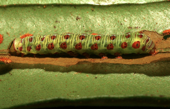 Figura 4. Larva <i>Argyrosticta aurifundens</i></i> (Noctuidae), último estadío (U) vista lateral, localidad Estación Quica, Sector Pitilla ACG (470m). Voucher: 09-SRNP-73800-DHJ466970.jpg.