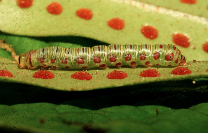 Figura 3. Larva <i>Argyrosticta aurifundens</i></i> (Noctuidae), penúltimo estadío (PU) vista lateral, localidad Estación Quica, Sector Pitilla ACG (470m). Voucher: 10-SRNP-70002-DHJ467545.jpg.