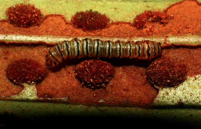 Figura 2. Larva <i>Argyrosticta aurifundens</i></i> (Noctuidae), tercer estadío (PPU) vista dorsal, localidad Quebradona Estación Quica, Sector Pitilla ACG (475m). Voucher: 10-SRNP-70194-DHJ467616.jpg.