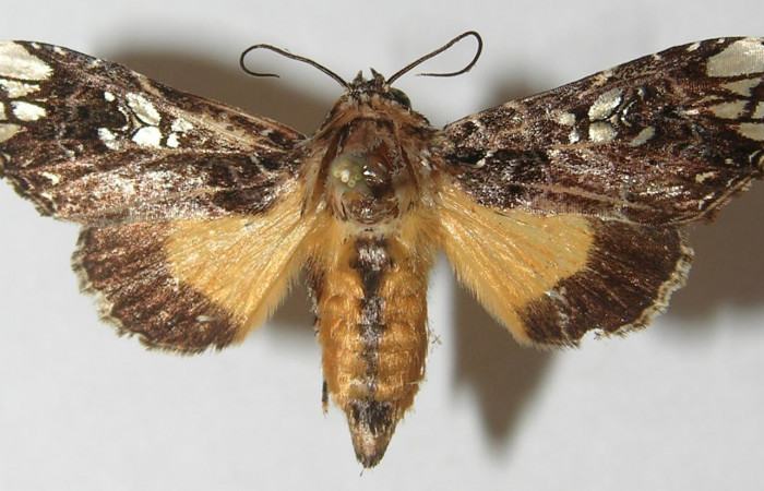Figura 1. Adulto de <i>Argyrosticta aurifundens</i></i> (Noctuidae), vista dorsal, localidad Quebradona Estación Quica, Sector Pitilla ACG (475m). Voucher: 10-SRNP-71391-DHJ539654.jpg.