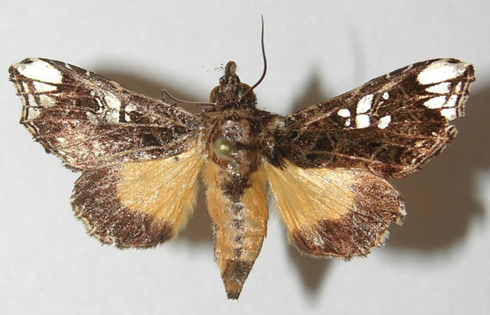 Figura 7. Adulto de <i>Argyrosticta aurifundens</i></i> (Noctuidae), vista dorsal, localidad Estación Quica, Sector Pitilla ACG (470m). Voucher: 10-SRNP-71426-DHJ539652.jpg.