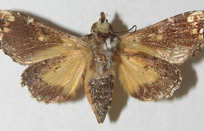 Figura 8. Adulto de <i>Argyrosticta aurifundens</i></i> (Noctuidae), vista ventral, localidad Estación Quica, Sector Pitilla ACG (470m). Voucher: 10-SRNP-71426-DHJ539653.jpg.