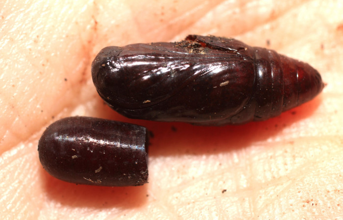 Figura 11. Restos de pupario <i>Houghia aurifera</i></i> (Tachinidae) que ataca <i>Argyrosticta aurifundens</i></i> (Noctuidae), vista dorsal, localidad Estación Quica, Sector Pitilla ACG (470m). Voucher: 10-SRNP-73037-DHJ498418.jpg.