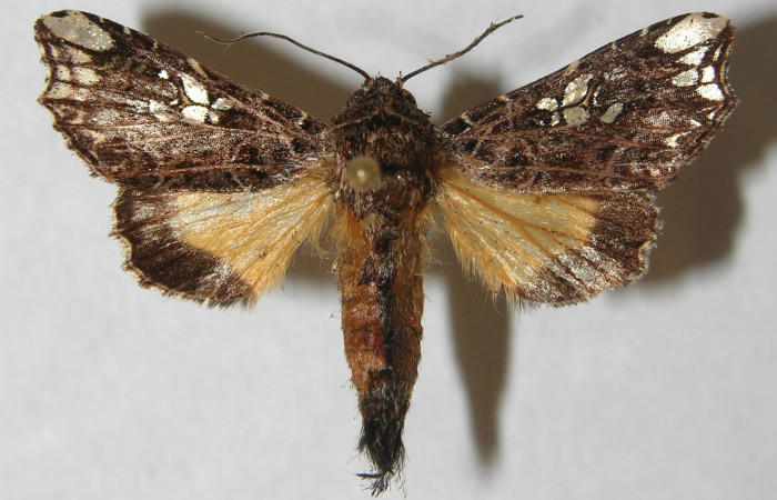 Figura 9. Adulto de <i>Argyrosticta aurifundens</i></i> (Noctuidae), vista dorsal, localidad Estación Quica, Sector Pitilla ACG (470m). Voucher: 11-SRNP-71371-DHJ554102.jpg.