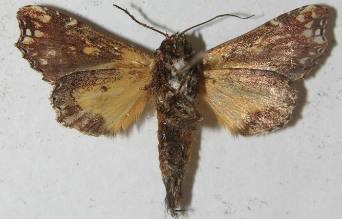 Figura 10. Adulto de <i>Argyrosticta aurifundens</i></i> (Noctuidae), vista ventral, localidad Estación Quica, Sector Pitilla ACG (470m). Voucher: 11-SRNP-71371-DHJ554103.jpg.