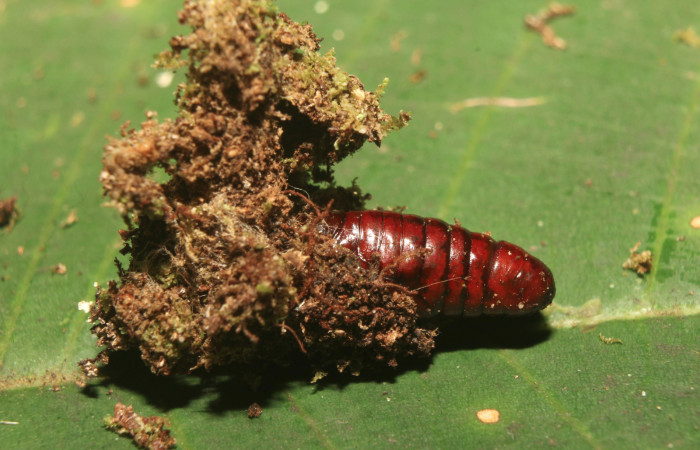 Figura 5. Pupa de <i>Argyrosticta aurifundens</i></i> (Noctuidae), vista dorsal, localidad Medrano Estación Quica, Sector Pitilla ACG (380m). Voucher: 19-SRNP-70914-DHJ751811.jpg.