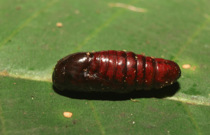 Figura 6. Pupa de <i>Argyrosticta aurifundens</i></i> (Noctuidae), vista dorsal, localidad Medrano Estación Quica, Sector Pitilla ACG (380m). Voucher: 19-SRNP-70914-DHJ751815.jpg.