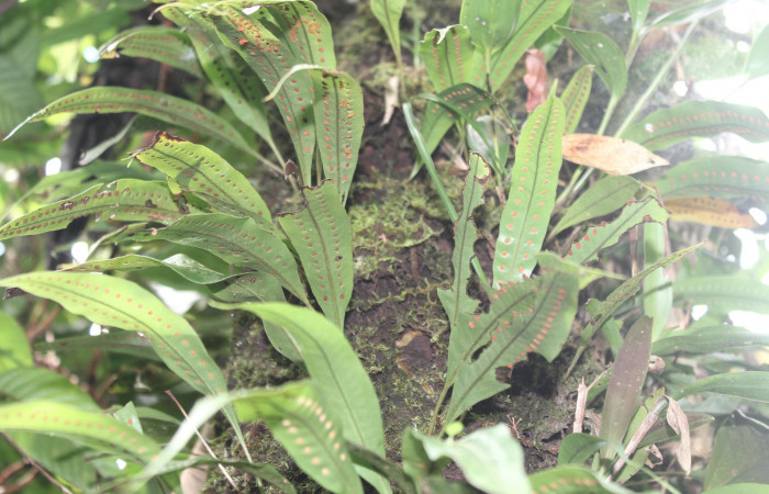 Figura 16. Planta hospedera de <i>Argyrosticta aurifundens</i></i> (Noctuidae), planta llamada <i>Microgramma percussa</i></i> (Polypodiaceae), localidad Estación Quica, Sector Pitilla ACG (470m), foto: Ricardo Calero 24 Agosto 2019.