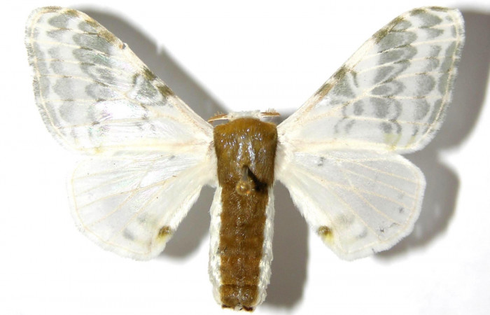 Fig. 15. Hembra de <i>Colla rhodope</i></i> (Bombycidae), vista dorsal. Voucher: 00-SRNP-15316-DHJ329612.