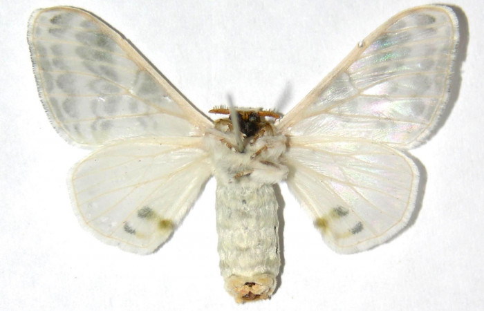 Fig. 16. Hembra de <i>Colla rhodope</i></i> (Bombycidae), vista ventral. Voucher: 00-SRNP-15316-DHJ329613.