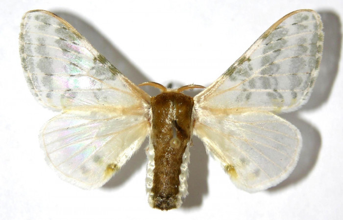 Fig. 13. Macho de <i>Colla rhodope</i></i> (Bombycidae), vista dorsal. Voucher: 00-SRNP-3183-DHJ329614.