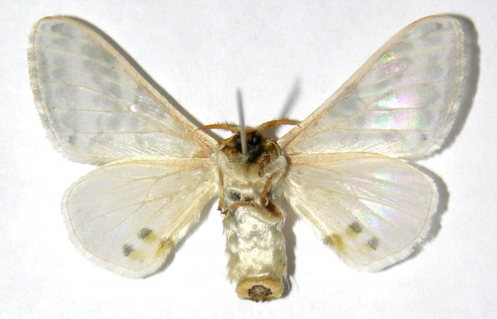 Fig. 14. Macho de <i>Colla rhodope</i></i> (Bombycidae), vista ventral. Voucher: 00-SRNP-3183-DHJ329615.