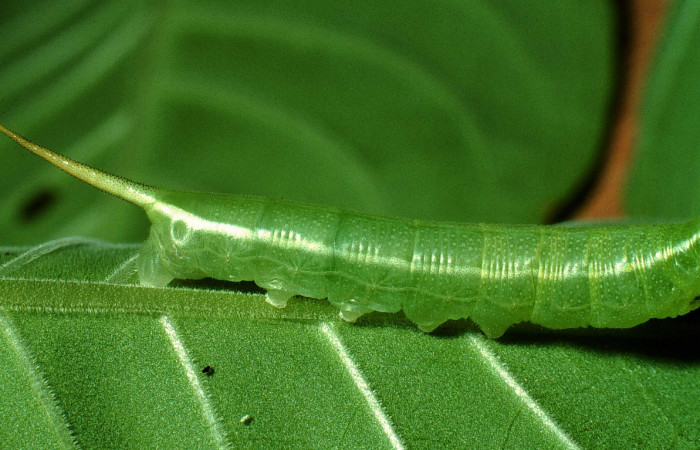 Fig. 4. Vista del cuerno posterior en larva de <i>Xylophanes ceratomioides</i></i> (Sphingidae). Voucher: 01-SRNP-14636-DHJ62036.