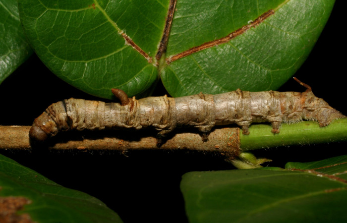 Fig. 1. Larva de <i>Colla rhodope</i></i> (Bombycidae), comiendo <i>Ficus crassinervia</i></i> (Moraceae). Voucher: 07-SRNP-13860-DHJ421192.