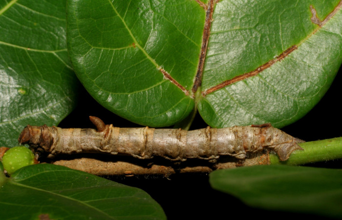 Fig. 9. Larva de <i>Colla rhodope</i></i> (Bombycidae), comiendo <i>Ficus crassinervia</i></i> (Moraceae). Voucher: 07-SRNP-13860-DHJ421194.