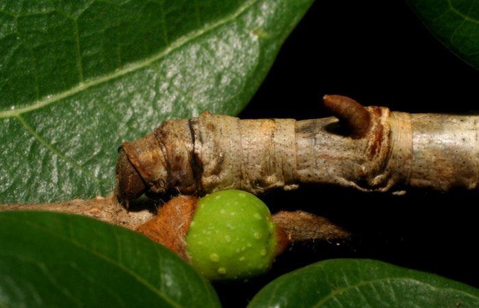 Fig. 6. Detalle de cuerno posterior a su cabeza sobre su dorso, <i>Colla rhodope</i></i> (Bombycidae), comiendo <i>Ficus crassinervia</i></i> (Moraceae). Voucher: 07-SRNP-13860-DHJ421195.
