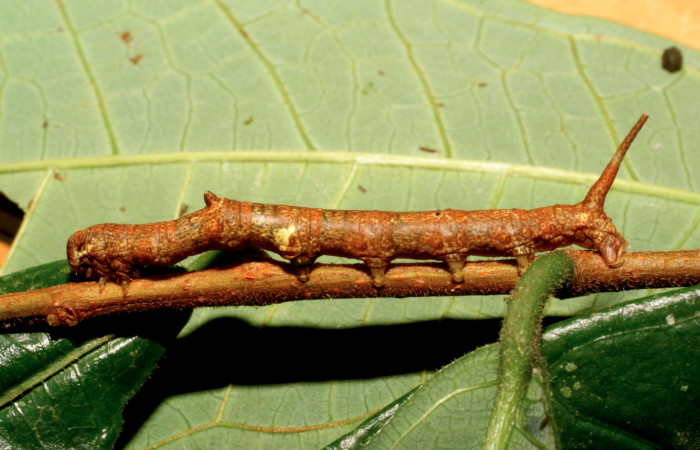 Fig. 2.  Larva de <i>Colla coelestis</i></i> (Bombycidae), comiendo <i>Brosimum guianense</i></i> (Moraceae). Voucher: 08-SRNP-65981-DHJ446981.