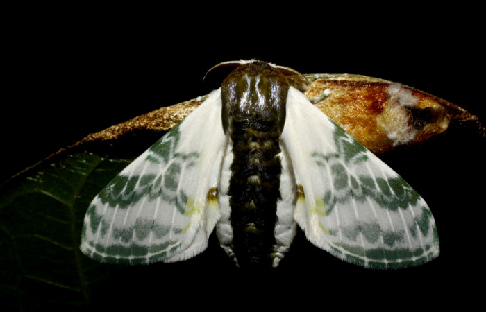 Fig. 17. Adulto de <i>Colla rhodope</i></i> (Bombycidae), vista dorsal posando en estado natural. Voucher: 10-SRNP-12977-DHJ475164.