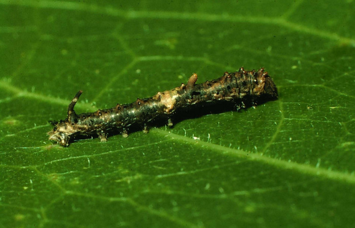 Fig. 3. Vista del cuerno posterior en larva de <i>Colla rhodope</i></i>
(Bombycidae), comiendo <i>Ficus cotinifolia</i></i> (Moraceae). Voucher: 07-SRNP-13860-DHJ421192.