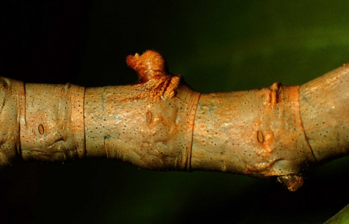 Fig. 5. Detalle de cuerno posterior a su cabeza sobre su dorso <i>Colla rhodope</i></i> (Bombycidae), comiendo Ficus crocata (introducido). (Moraceae). Voucher: 98-SRNP-10587-DHJ47200.