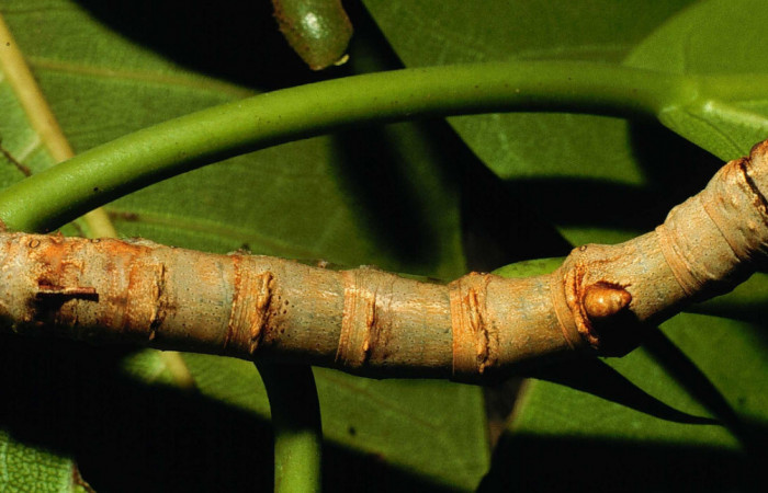 Fig. 8. Vista dorsal de larva <i>Colla rhodope</i></i> (Bombycidae), comiendo <i>Ficus crocata</i></i> (introducido). (Moraceae). Voucher: 98-SRNP-10587-DHJ47208.